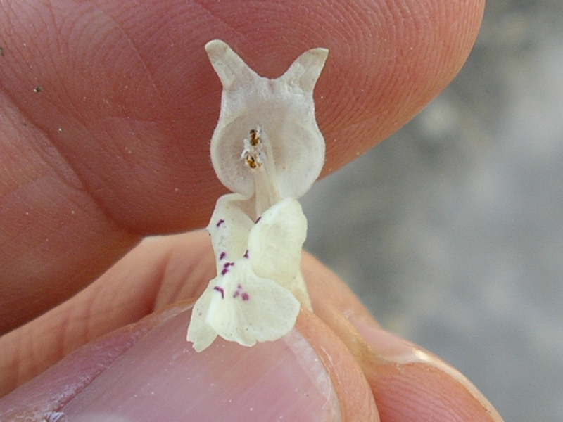 Lamium bifidum